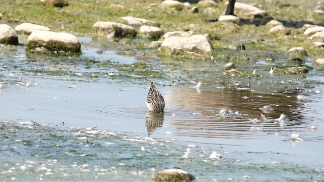 Stilt Sandpiper - ML608378402