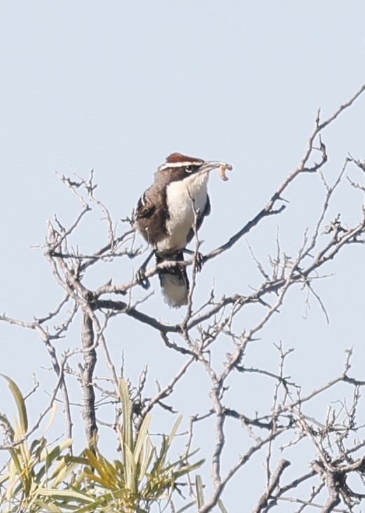 Chestnut-crowned Babbler - ML608378483