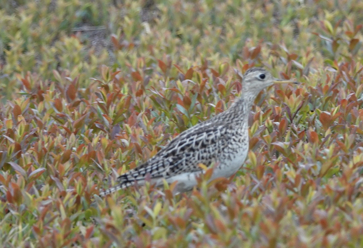 Upland Sandpiper - ML608378493