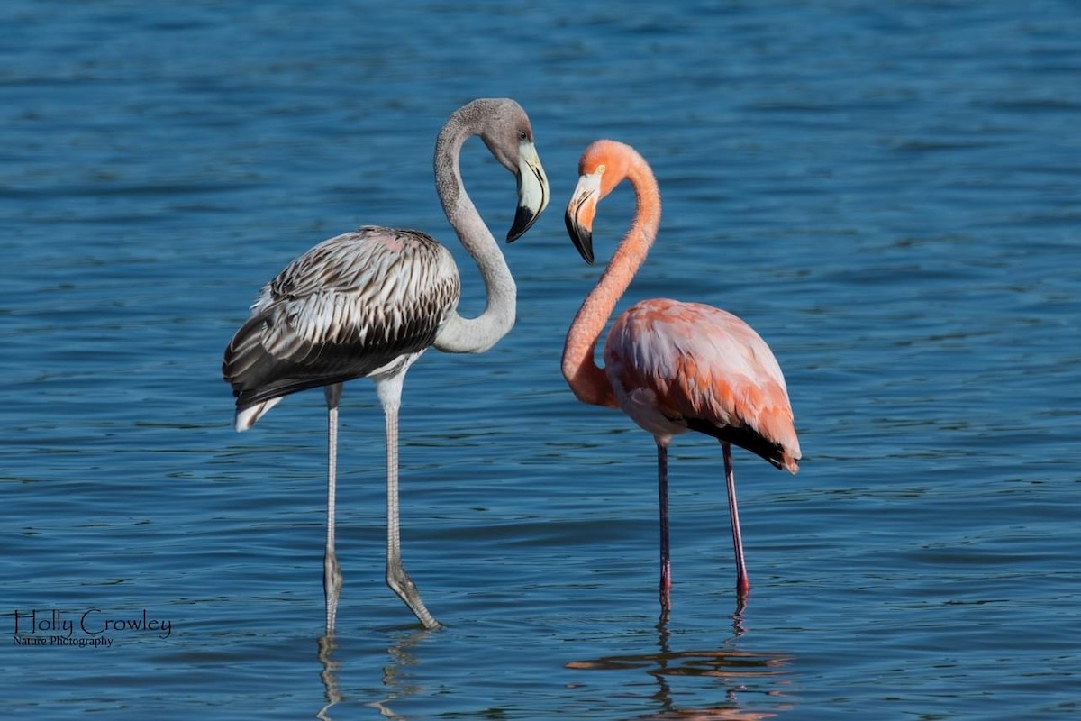 American Flamingo - ML608378519