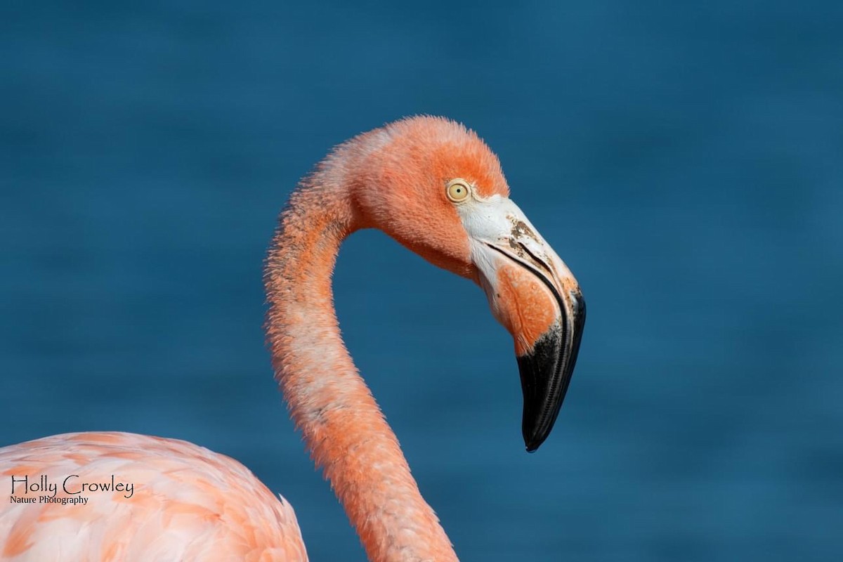 American Flamingo - ML608378520