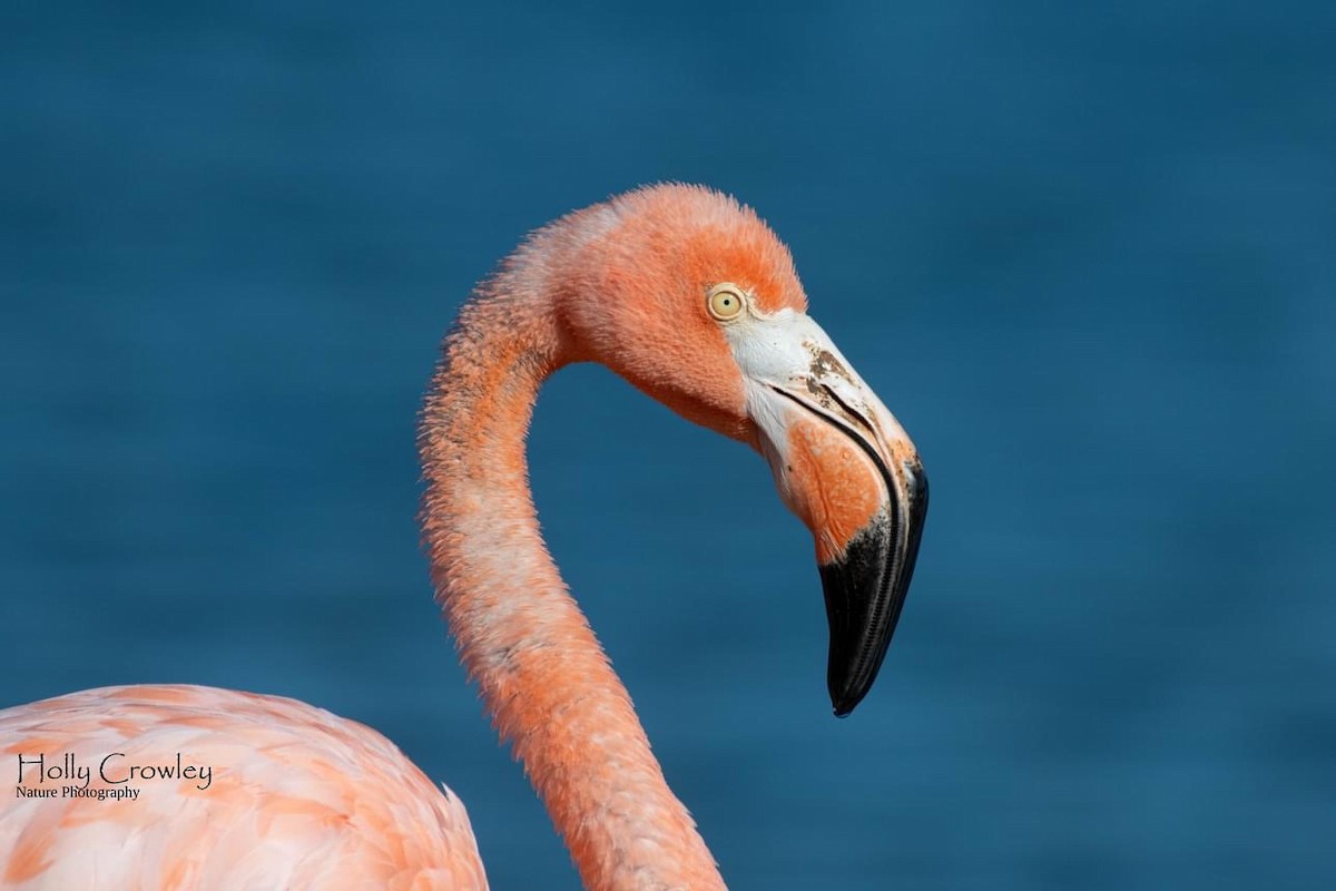 Amerika Flamingosu - ML608378520
