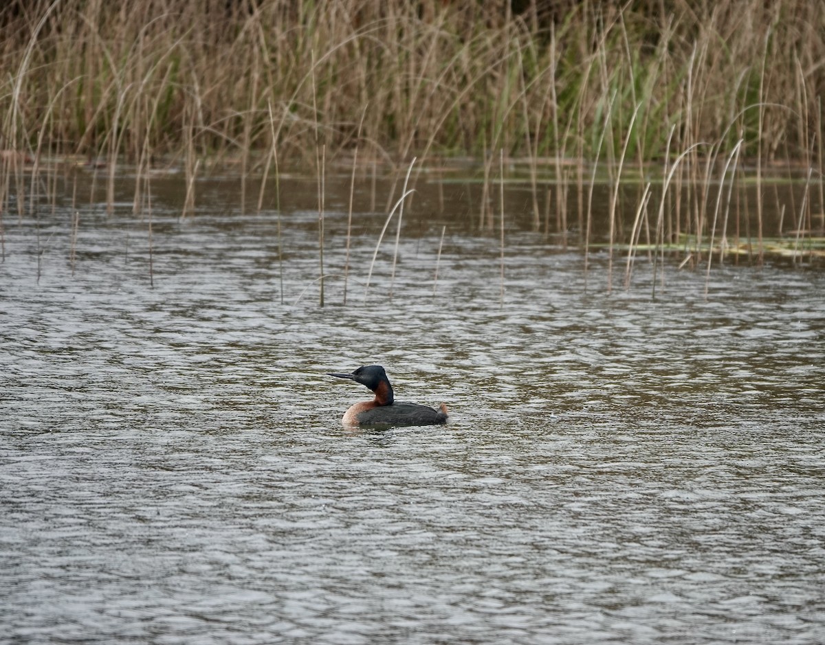 Great Grebe - Bernardita Muñoz Palma