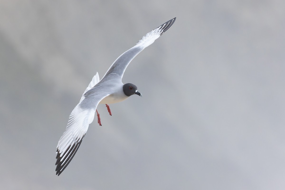 Gaviota Tijereta - ML608378743