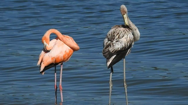 Amerika Flamingosu - ML608378757
