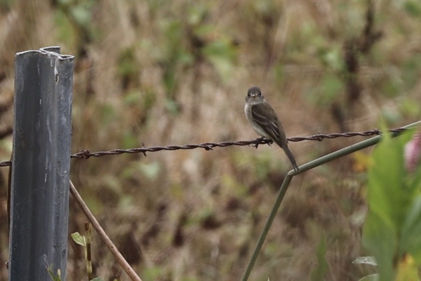 Willow Flycatcher - ML608378796