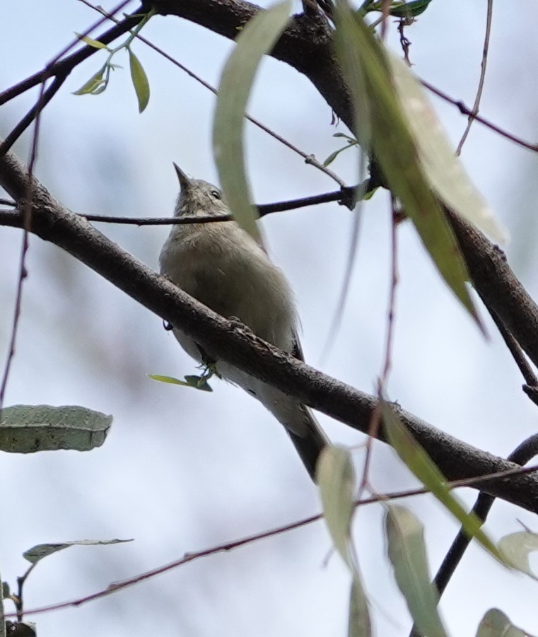 Lucy's Warbler - ML608378897