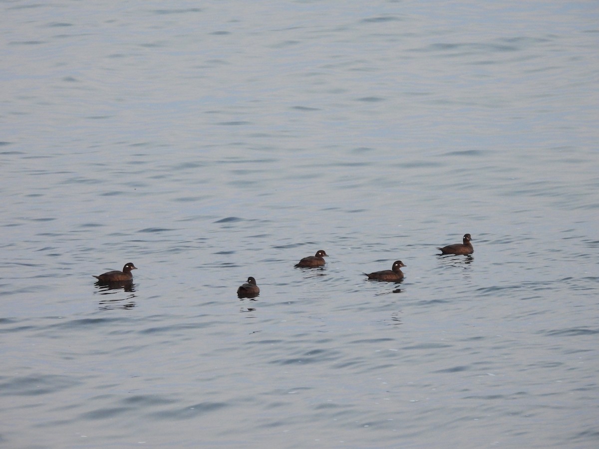 Harlequin Duck - ML608378914