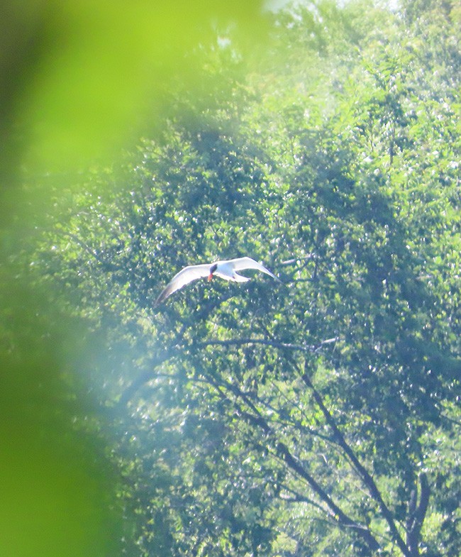 Caspian Tern - ML608379033