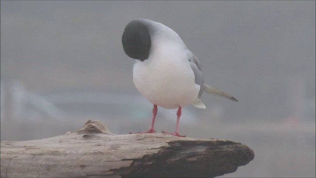 Gaviota Tijereta - ML608379064