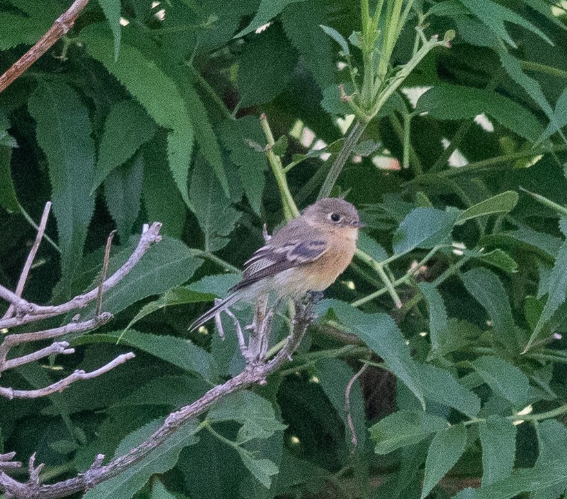 Buff-breasted Flycatcher - ML608379135