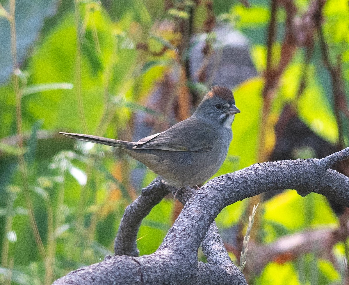 Green-tailed Towhee - ML608379172