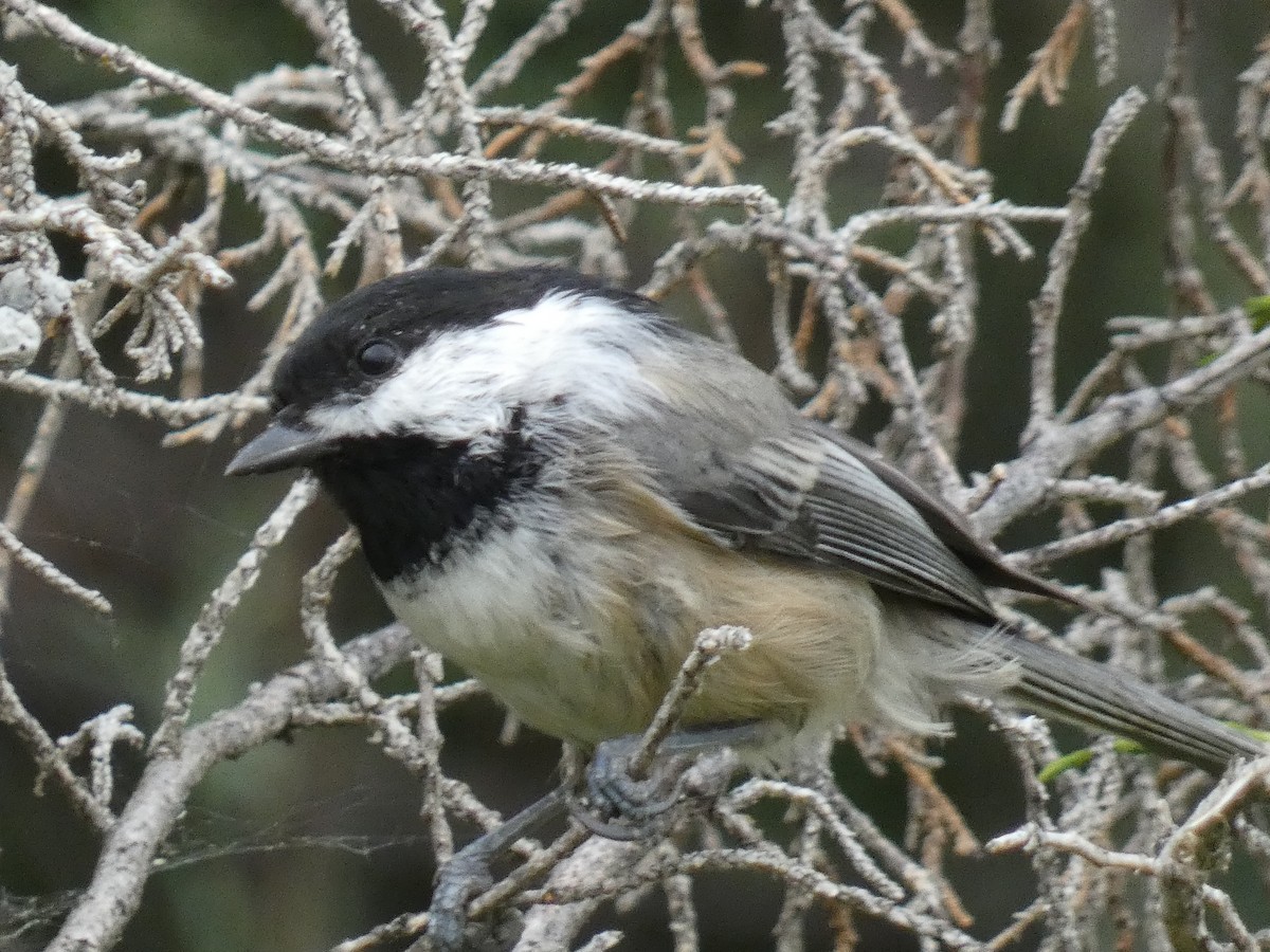 Black-capped Chickadee - ML608379310