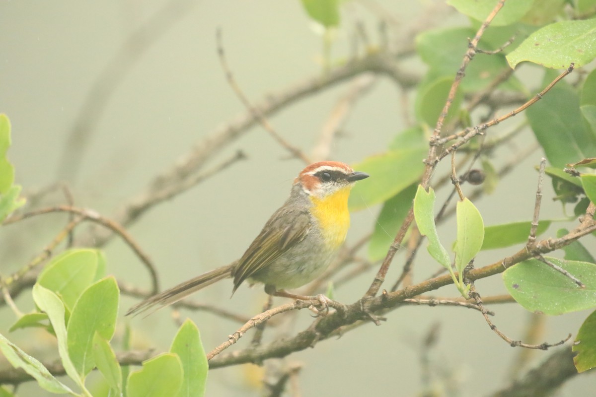 Rufous-capped Warbler - ML608379380