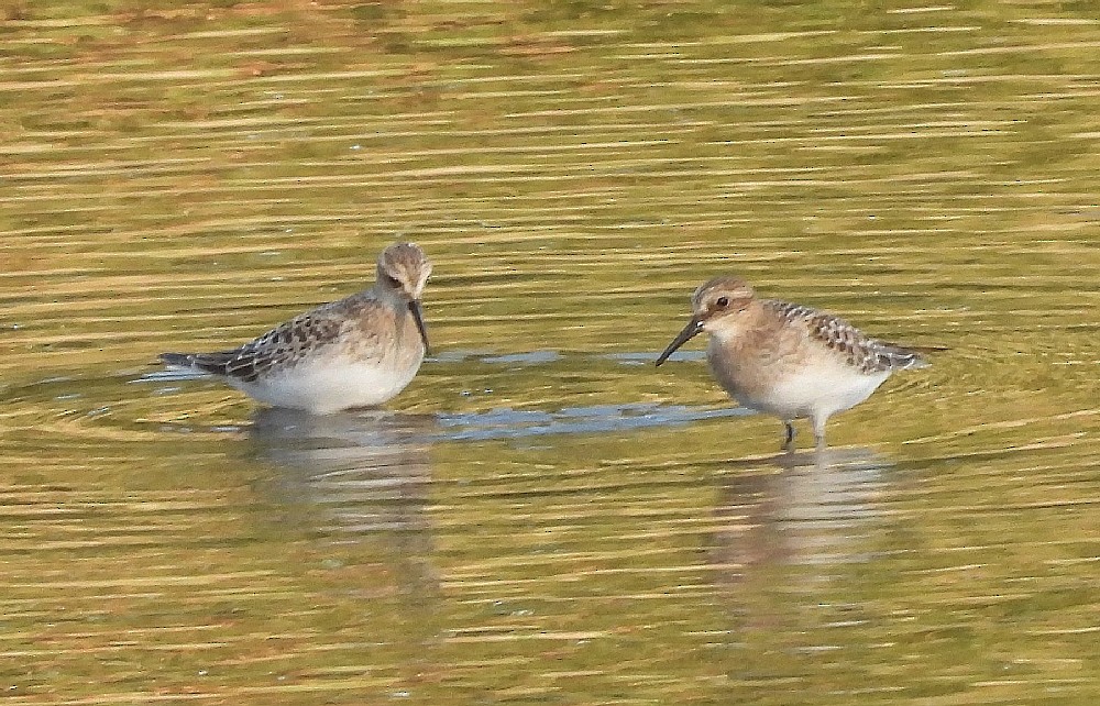 Baird's Sandpiper - ML608379492