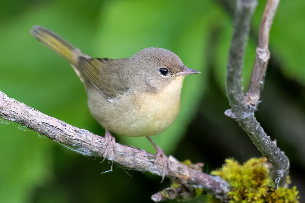 Common Yellowthroat - ML608379504