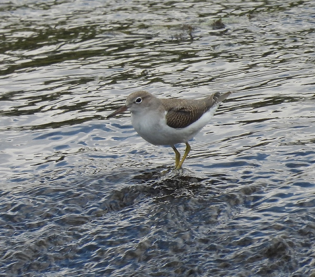 Spotted Sandpiper - Bonnie Roemer
