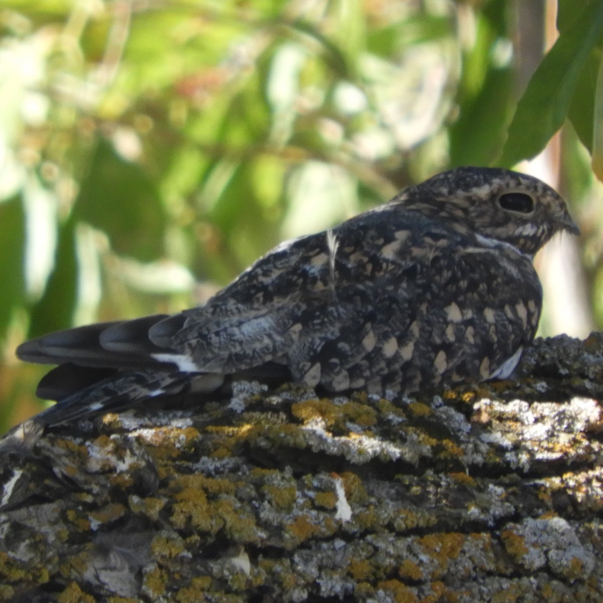 Lesser Nighthawk - Dale Swanberg