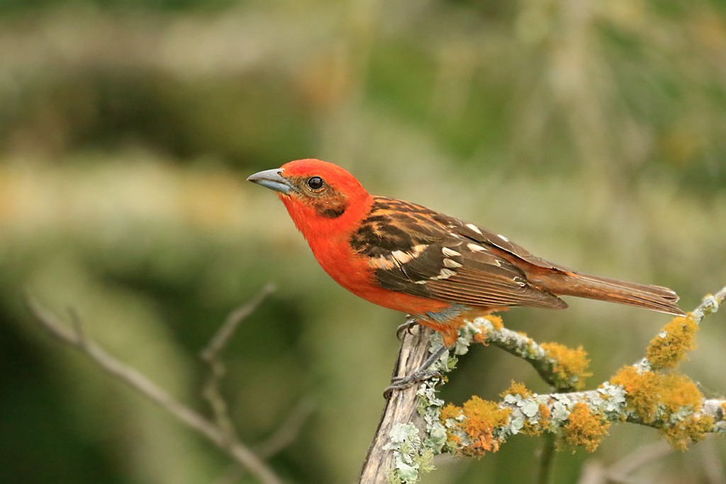 Flame-colored Tanager - ML608379567