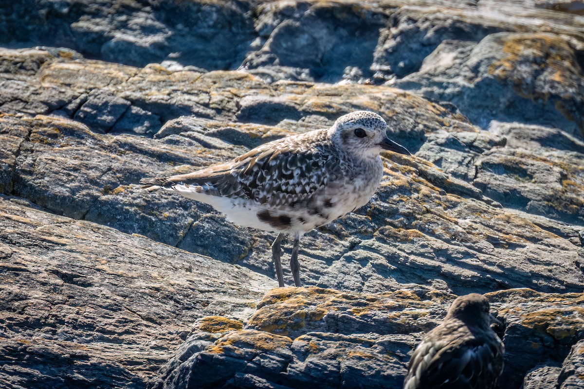 Black-bellied Plover - Mason Prokop