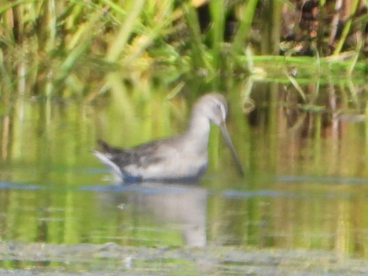 Short-billed/Long-billed Dowitcher - ML608379687