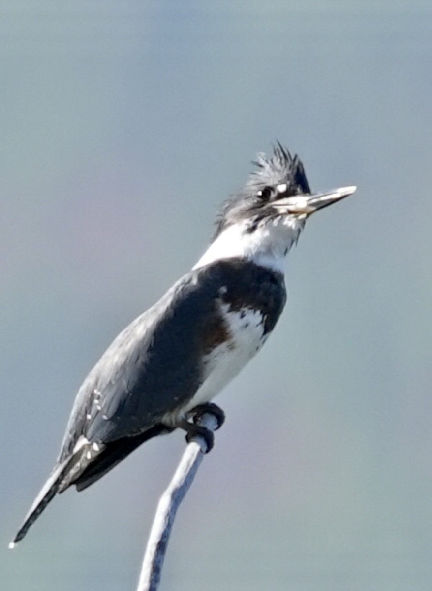 Belted Kingfisher - Chris Curl