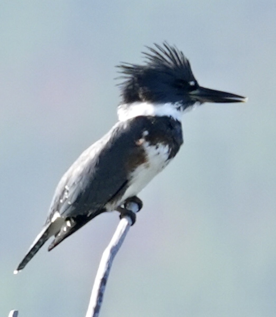 Belted Kingfisher - ML608379775