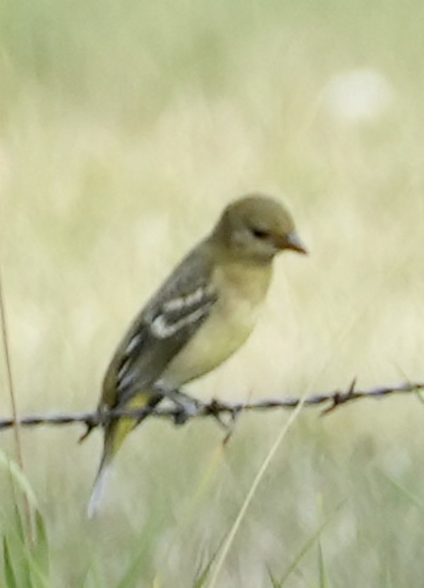 Western Tanager - ML608379801
