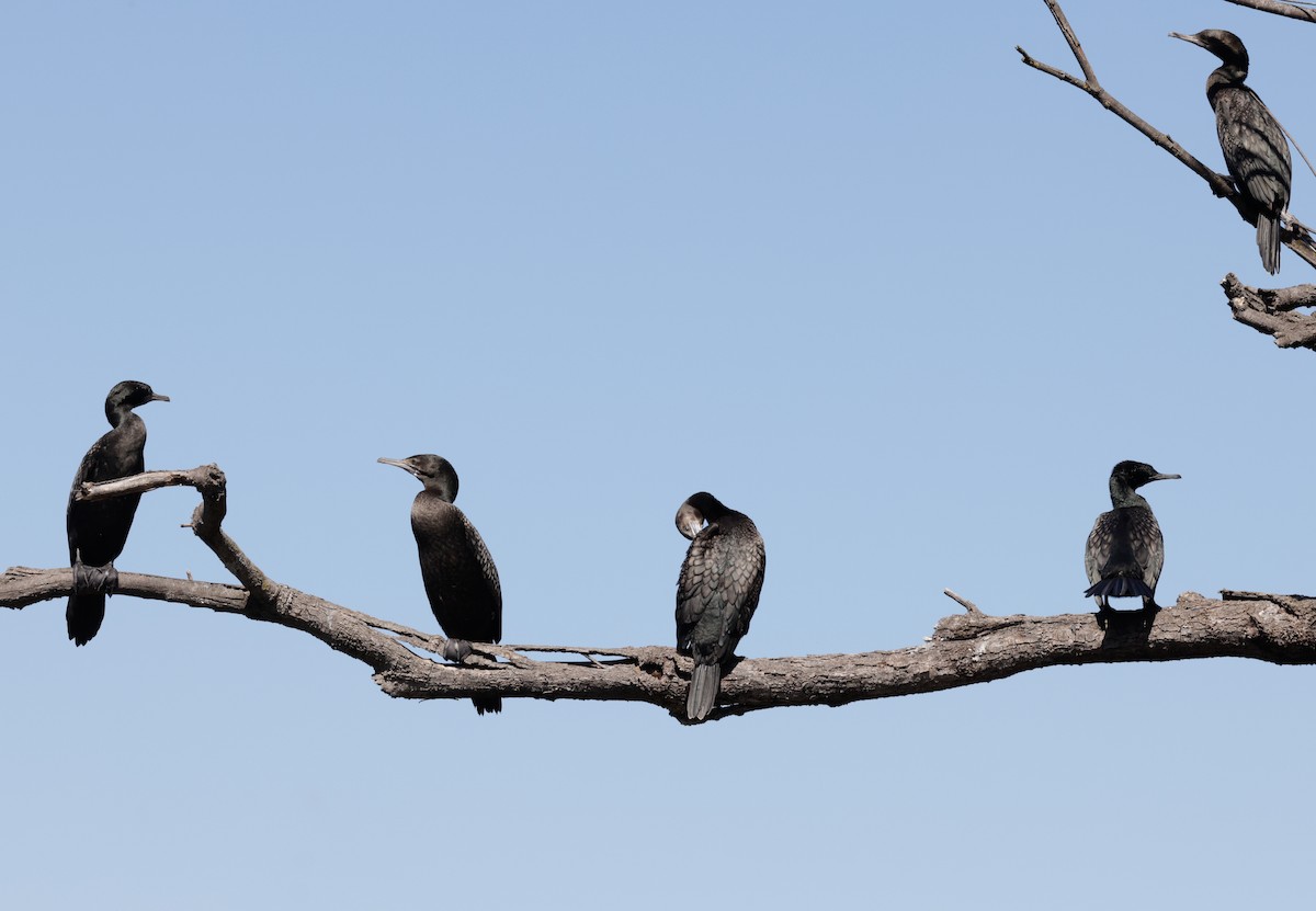 Little Black Cormorant - ML608379823