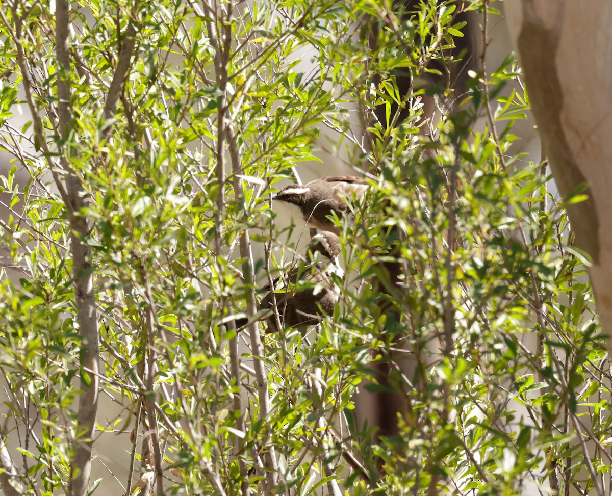 White-browed Babbler - Cheryl McIntyre