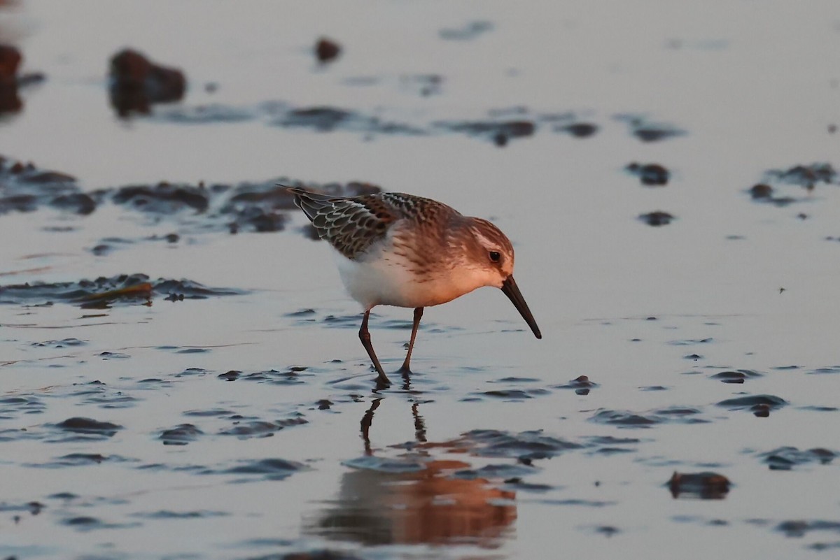 Western Sandpiper - ML608379825