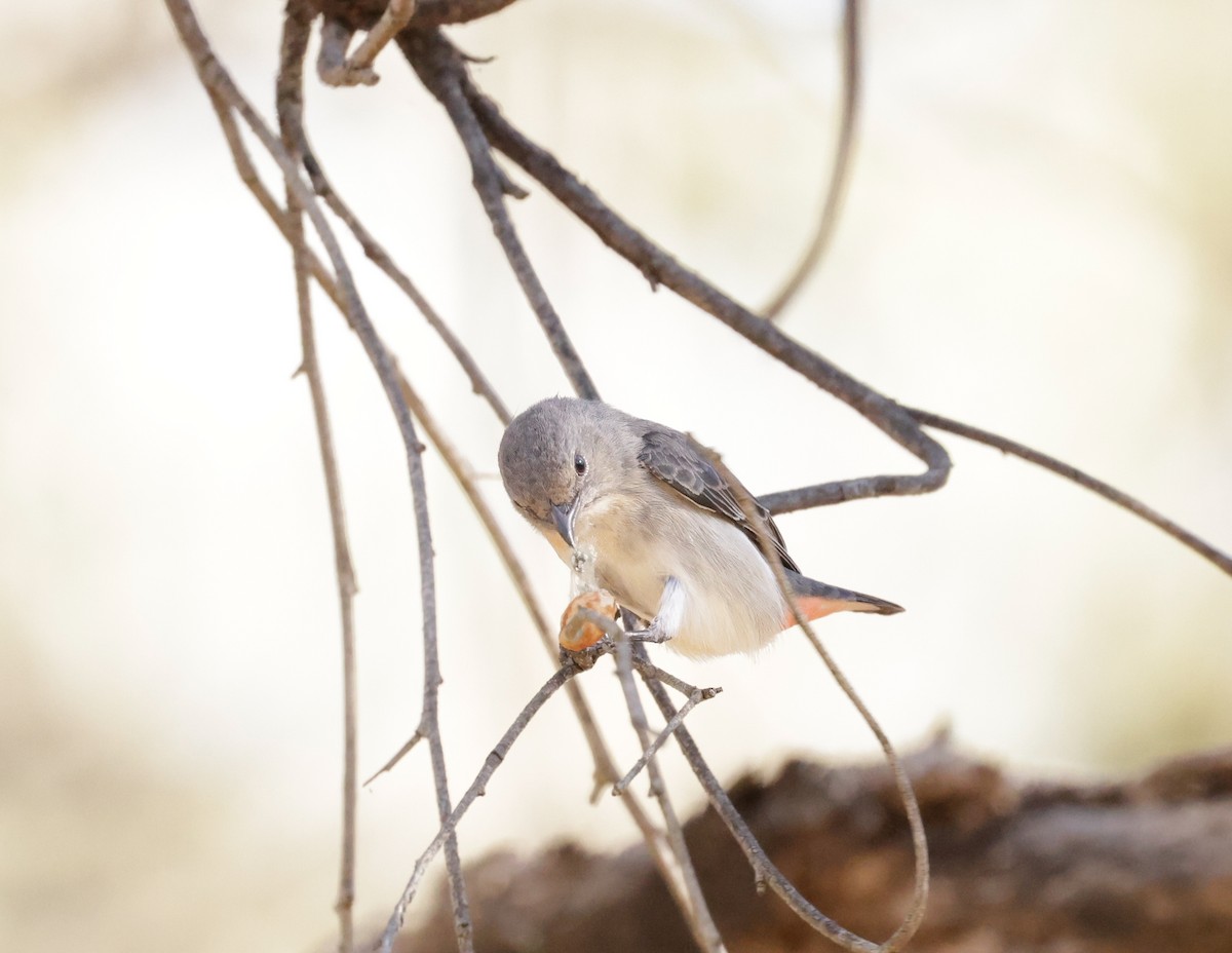 Mistletoebird - Cheryl McIntyre