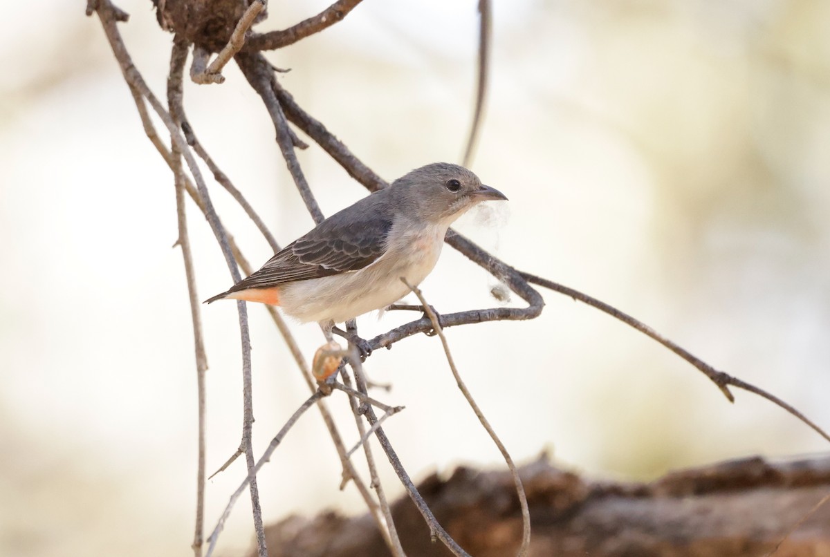 Mistletoebird - Cheryl McIntyre