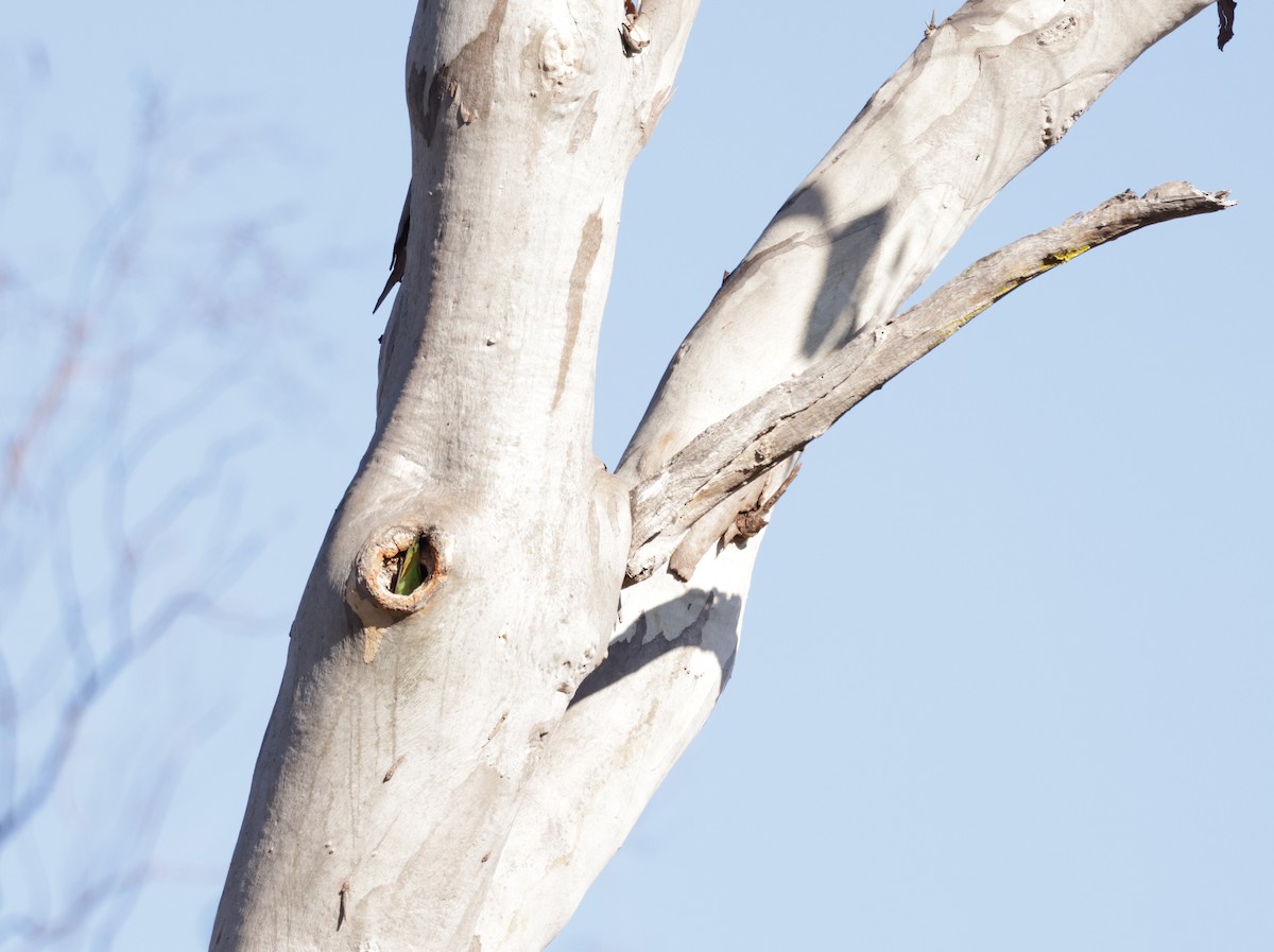 Little Lorikeet - ML608379858