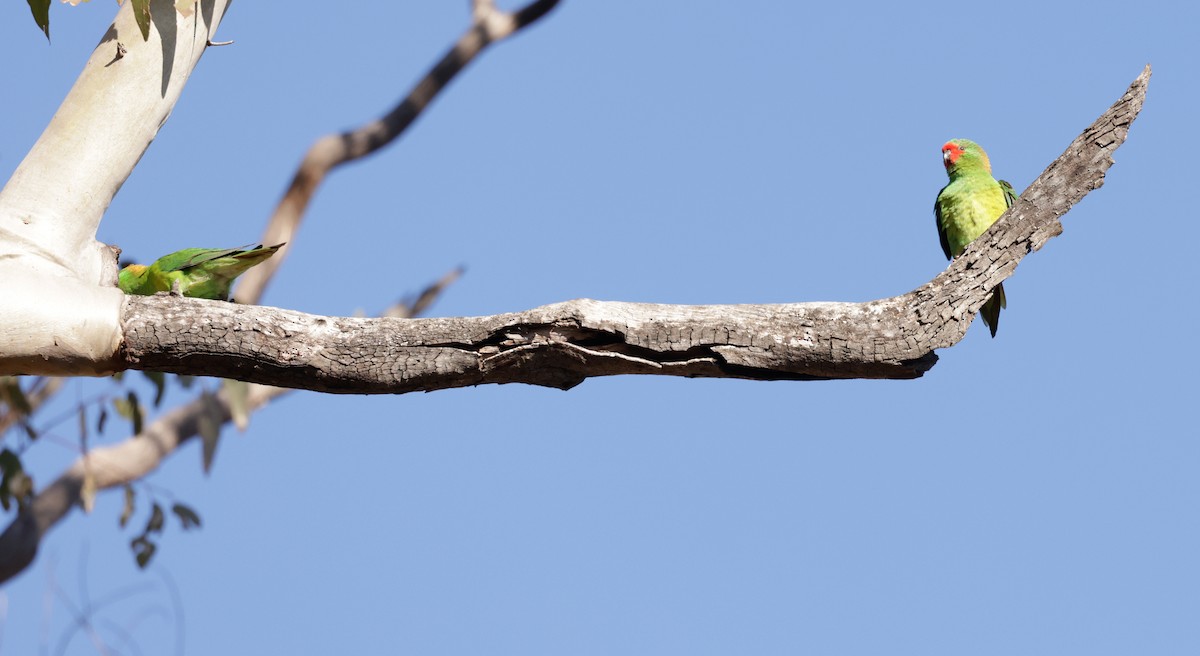 Little Lorikeet - ML608379860