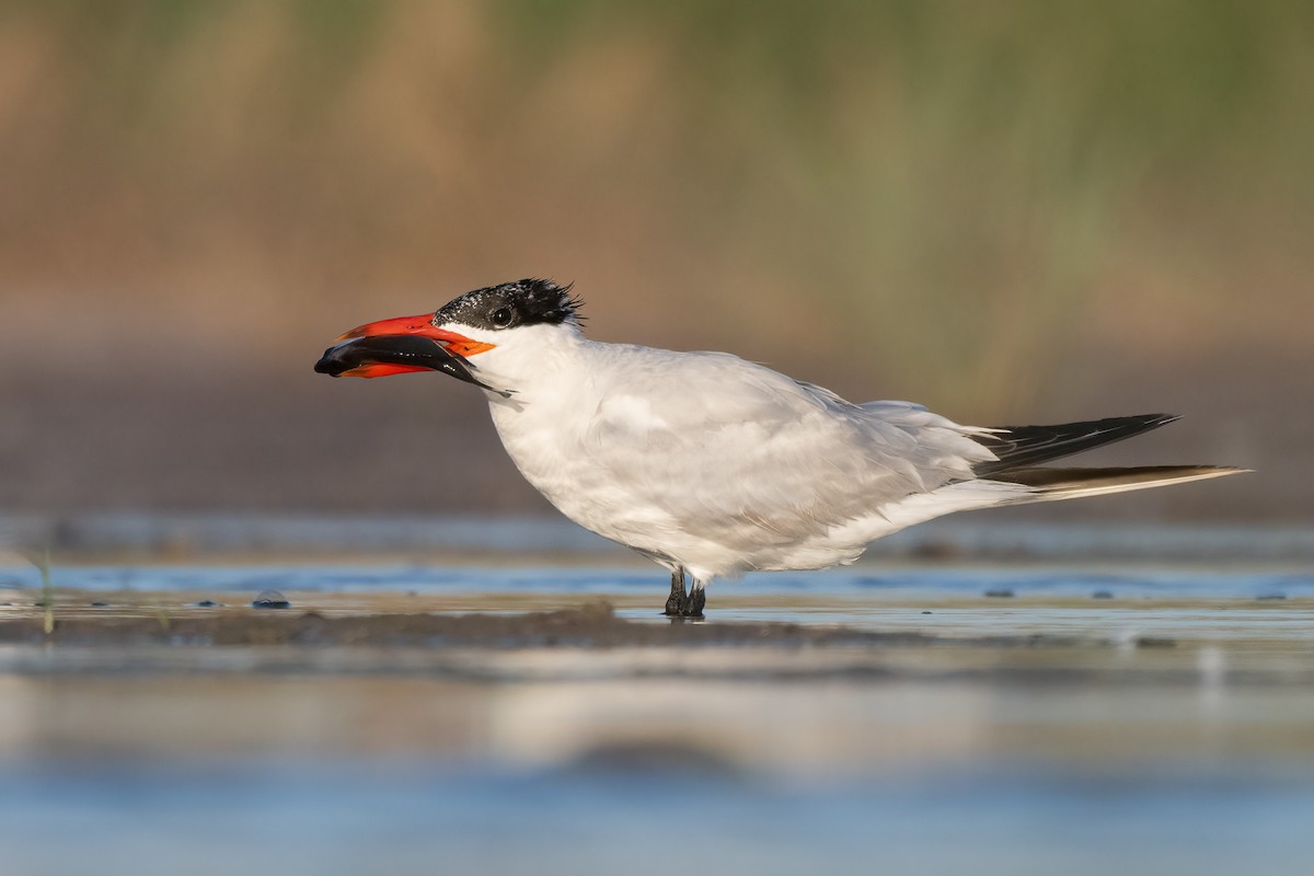 Caspian Tern - Sharif Uddin