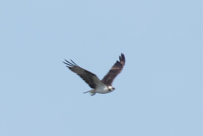 Osprey - Chris Curl