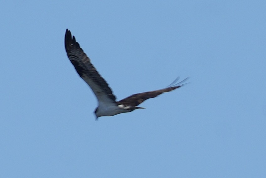 Osprey - Chris Curl