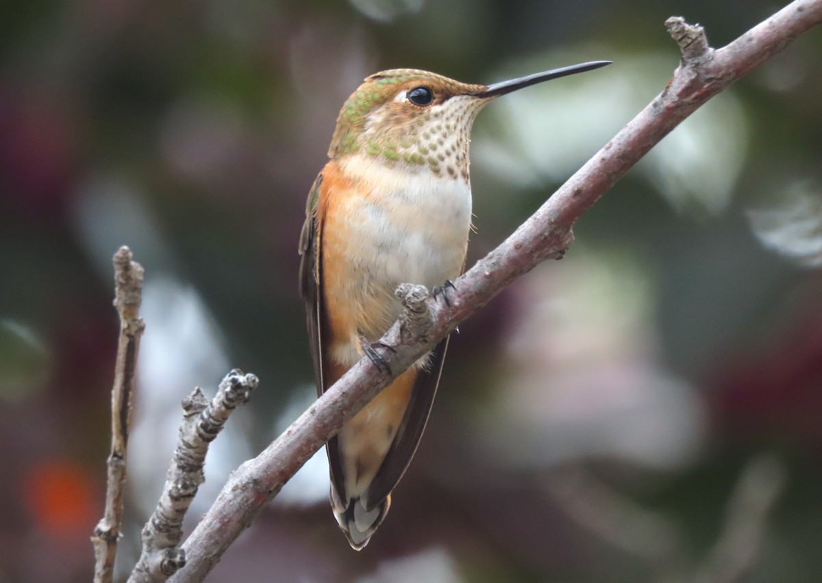 Rufous Hummingbird - ML608379935