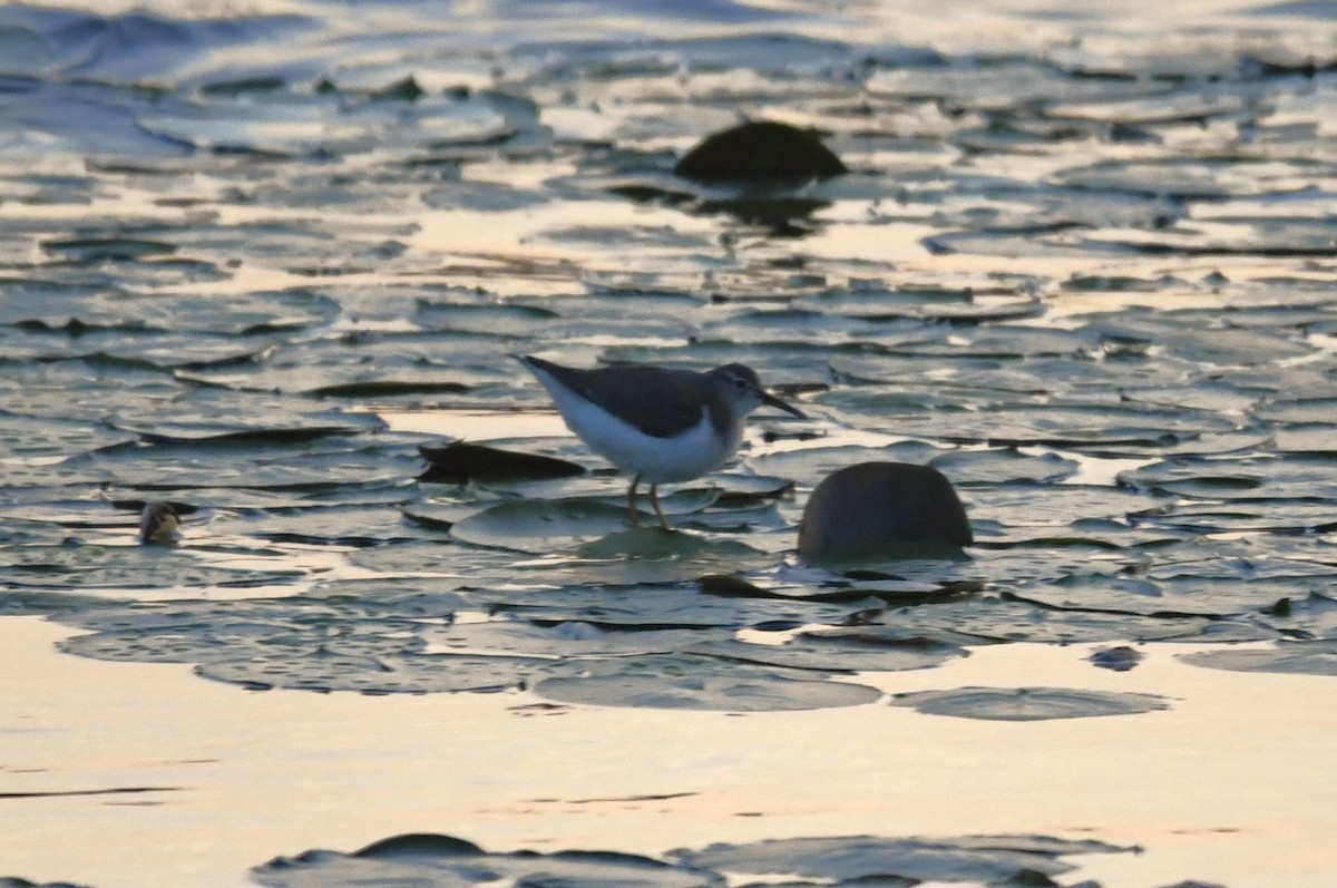 Spotted Sandpiper - ML608379944