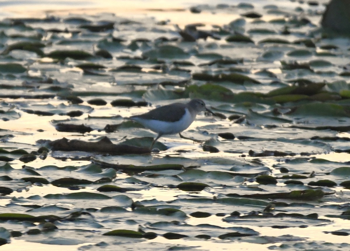 Spotted Sandpiper - Zachary Peterson