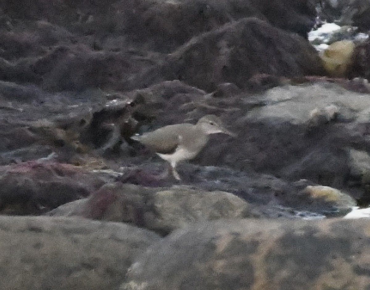 Spotted Sandpiper - Zachary Peterson