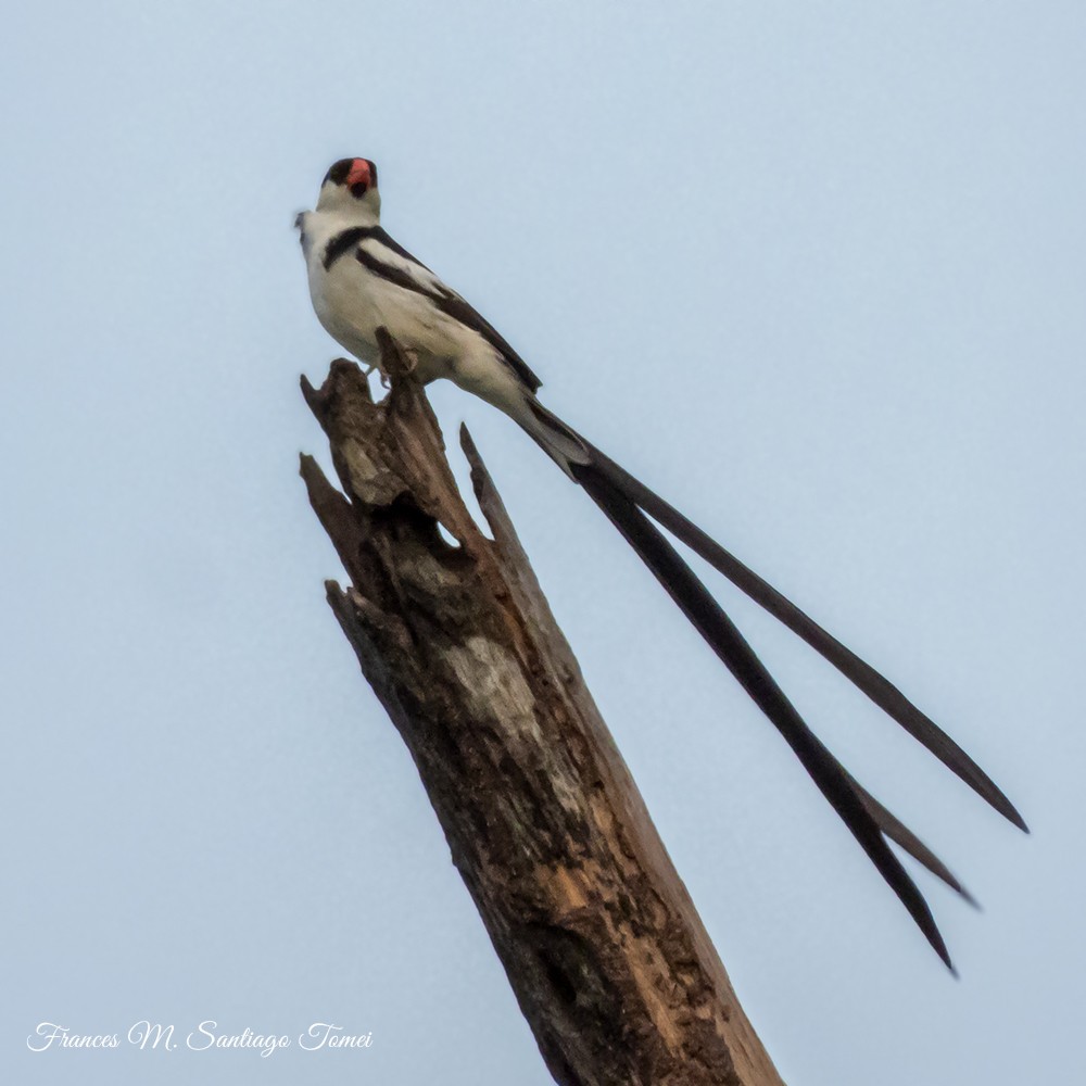 Pin-tailed Whydah - ML608379961