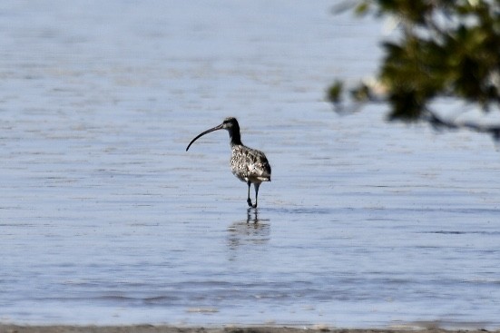 Far Eastern Curlew - ML608379984