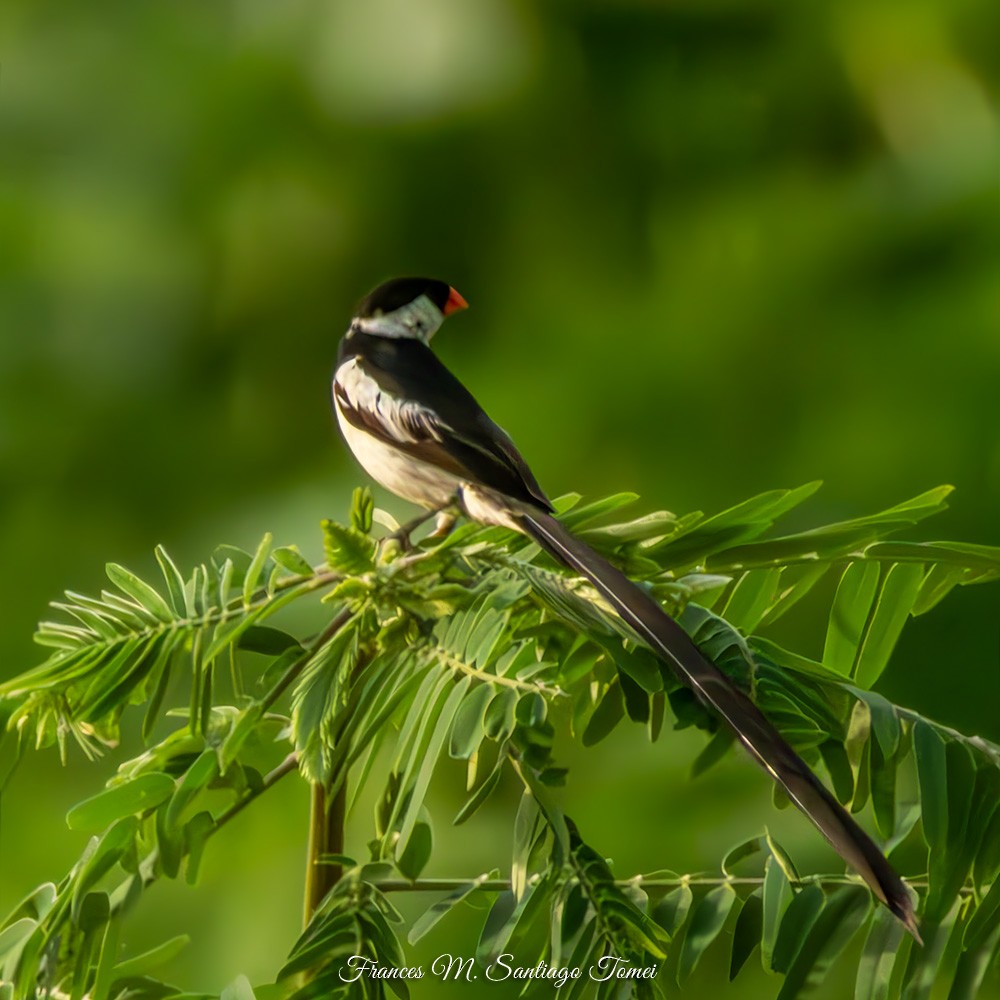 Pin-tailed Whydah - ML608380019