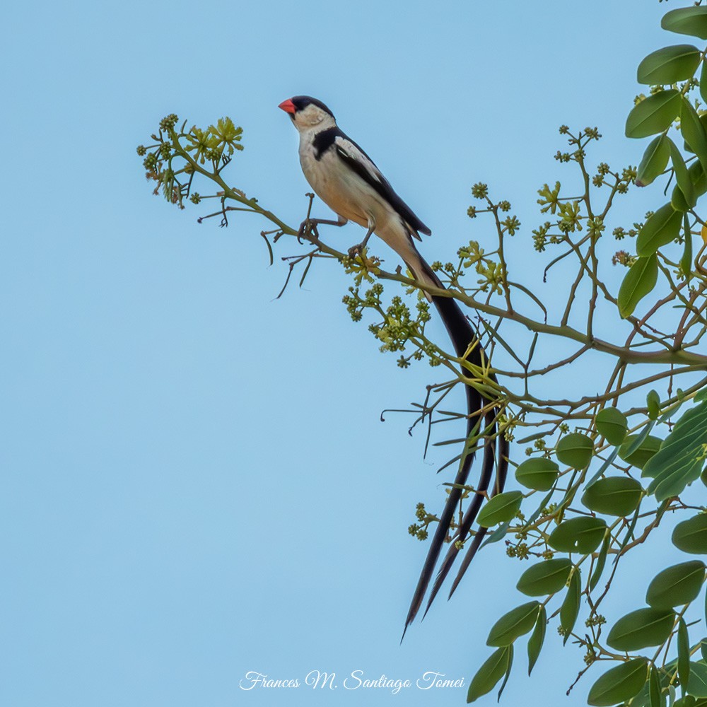 Pin-tailed Whydah - ML608380020