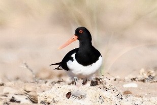 Pied Oystercatcher - Russell Waugh