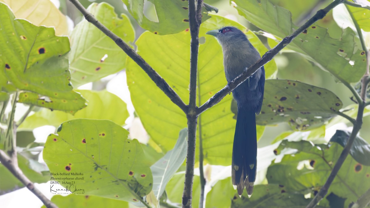 Black-bellied Malkoha - Kenneth Cheong