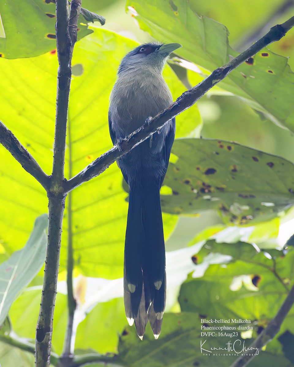 Black-bellied Malkoha - ML608380151