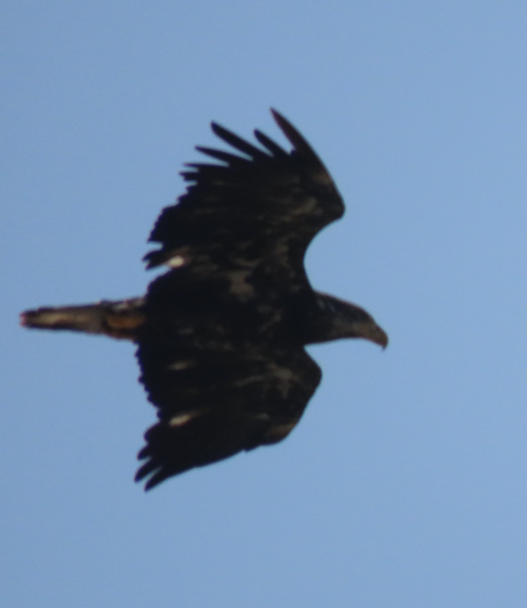 Bald Eagle - ML608380189